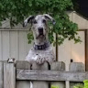 Meet your Posher, William